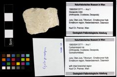 Foto (Objekt + Etiketten) von Cycloprosopon sp. 